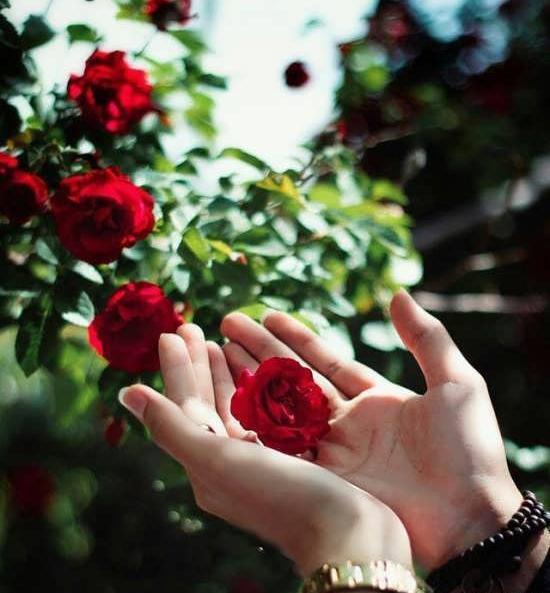 عکسهای جدید گلهای زیبا