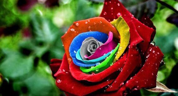 عکسهای جدید گلهای زیبا