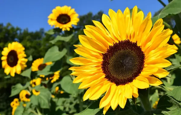 عکس گل های مختلف و زیبا