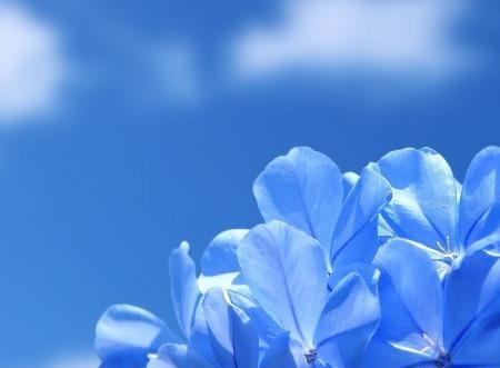 عکس گل های مختلف و زیبا
