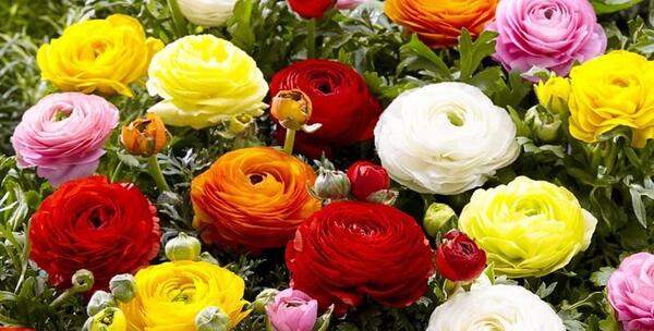 عکس گل های مختلف و زیبا