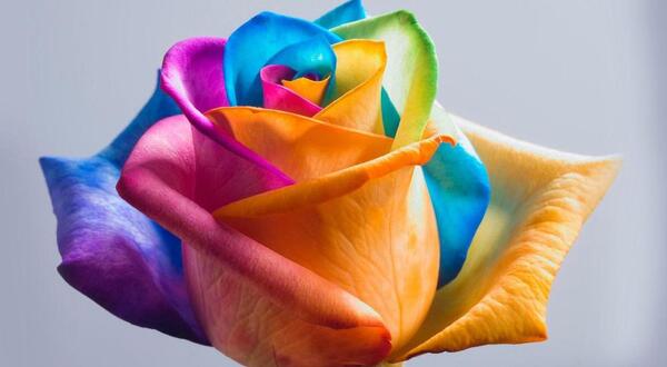 عکس گل های مختلف زیبا