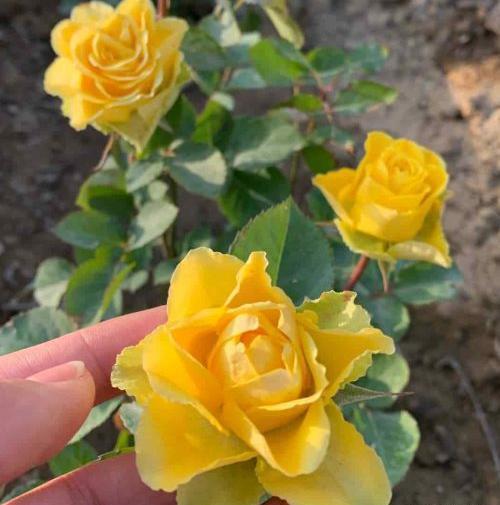 عکس گل های مختلف زیبا