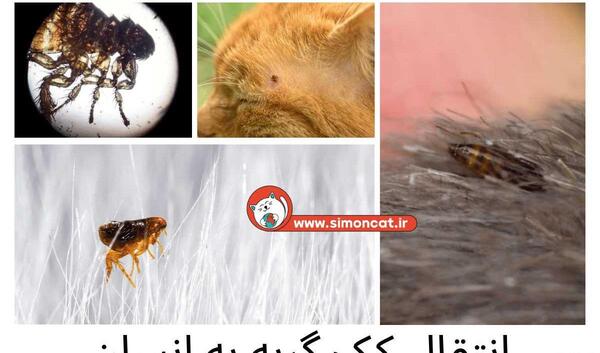 عکس از حشره کیک
