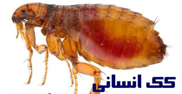 عکس از حشره کیک