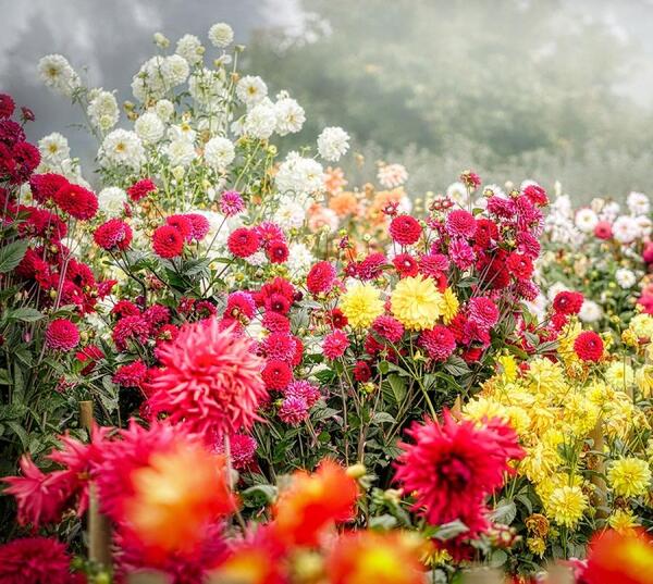 عکس از گل های زیبا و رنگارنگ