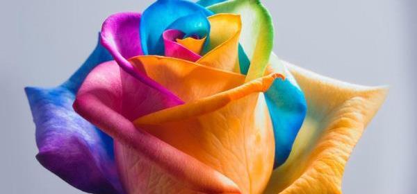 عکس از گل های زیبا و رنگارنگ