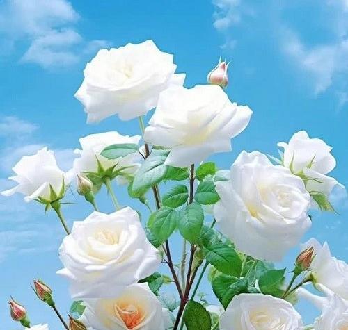 عکس از گل های زیبا و رنگارنگ