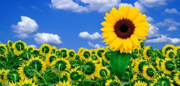 عکس از گل های زیبا و رنگارنگ