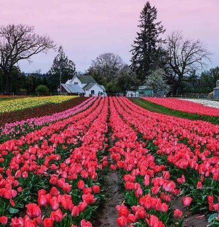 عکس های زیبا از گل ها و طبیعت