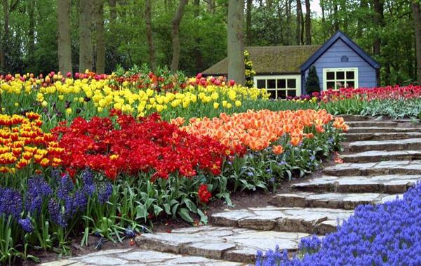 عکس های زیبا از گل ها و طبیعت
