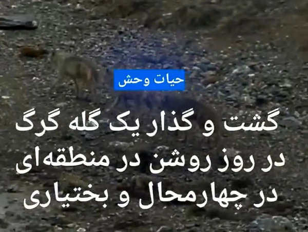 عکس گرگ گله ای