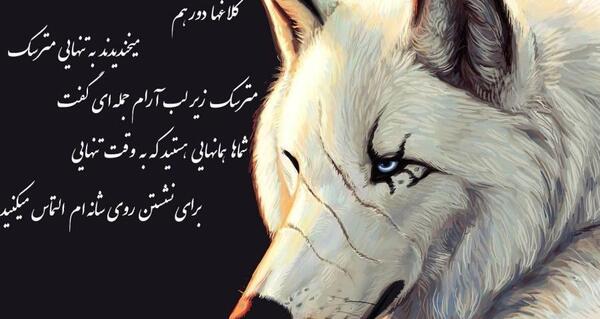 عکس گرگ گله ای