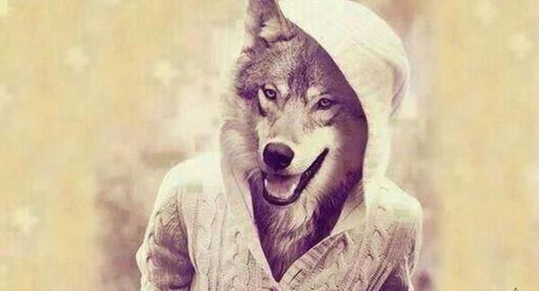 عکس گرگ در لباس گوسفند