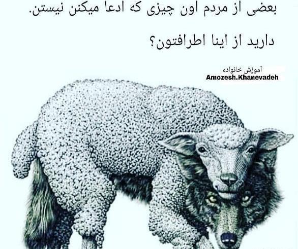عکس گرگ در لباس گوسفند