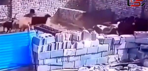 عکس گرگ در لباس گوسفند