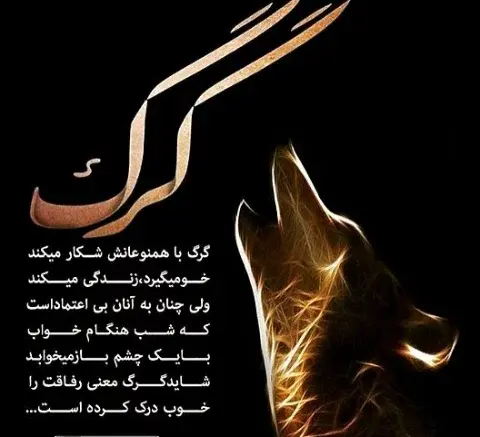عکس گرگ در لباس گوسفند
