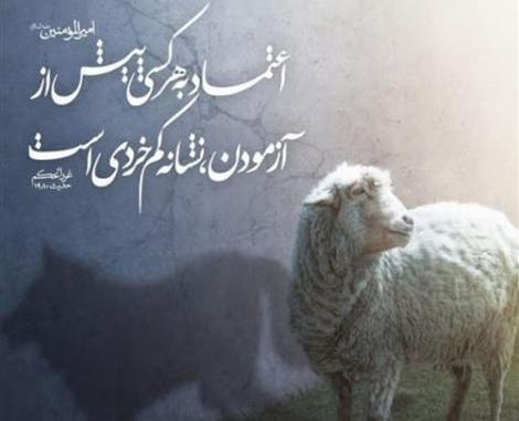 عکس گرگ در لباس بره