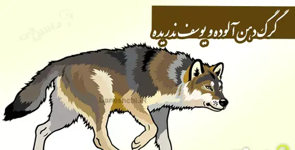عکس گرگ در لباس بره