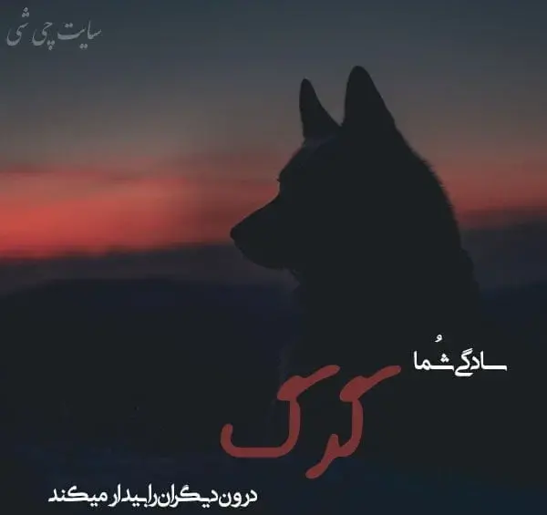 عکس گرگ در لباس بره