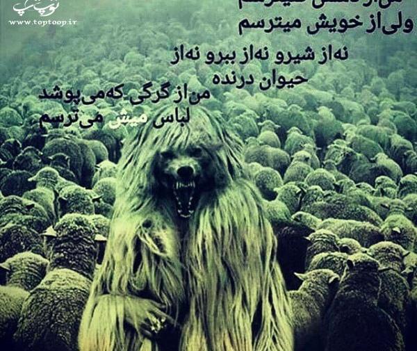 عکس پروفایل گرگ نوشته دار