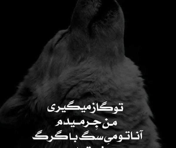 عکس پروفایل گرگ نوشته دار
