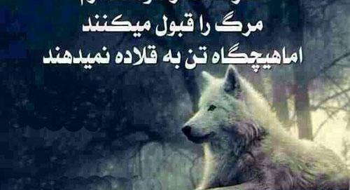 عکس پروفایل گرگ نوشته دار