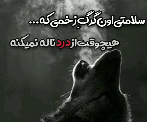عکس پروفایل گرگ نوشته دار