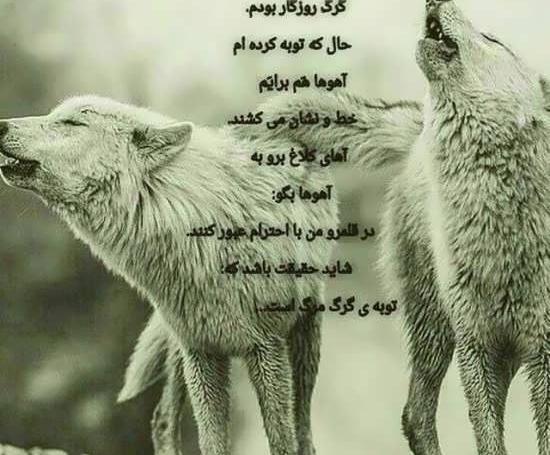 عکس پروفایل گرگ نوشته دار