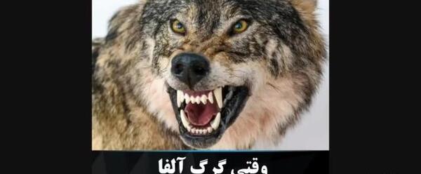 عکس های گرگ آلفا