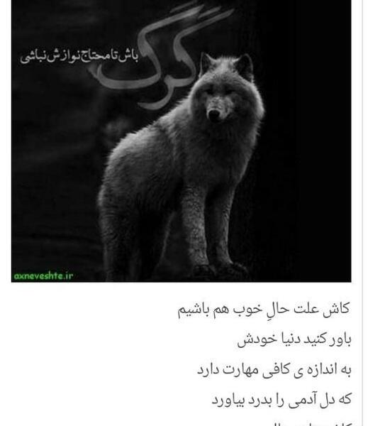عکس های گرگ آلفا