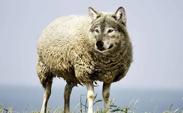 عکس گرگ با لباس