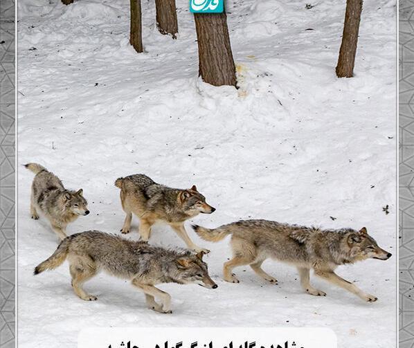 عکس گله گرگ ها