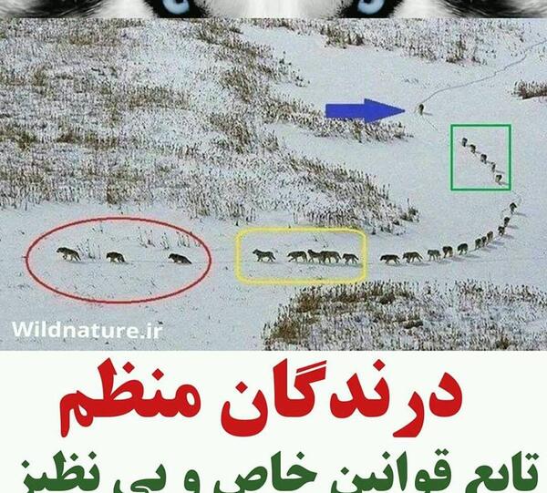 عکس گله گرگ ها