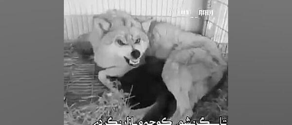 عکس گرگ در صحرا