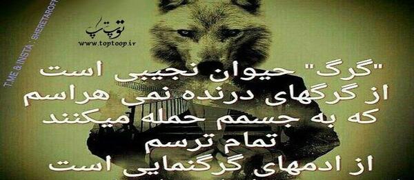 عکس گرگ که شبیه انسان است