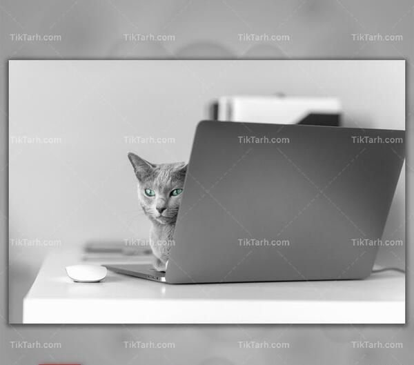 عکس گرگ برای تصویر زمینه لپ تاپ
