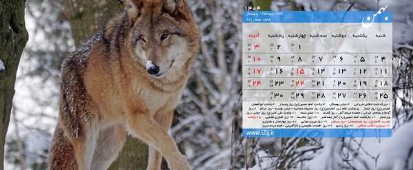 عکس گرگ برای تصویر زمینه لپ تاپ