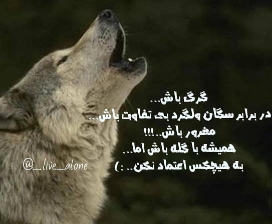 عکس گرگ برای تصویر زمینه با نوشته