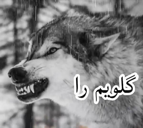 فاز سنگين عکس گرگ با متن سنگین