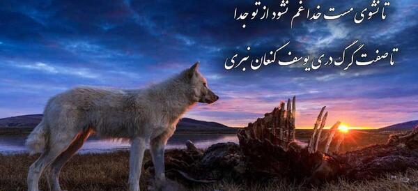 عکس گرگ با متن زیبا