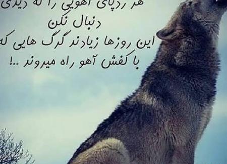 عکس گرگ با متن زیبا