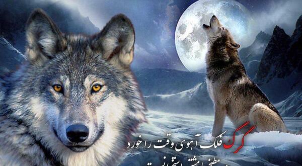 عکس گرگ با متن زیبا