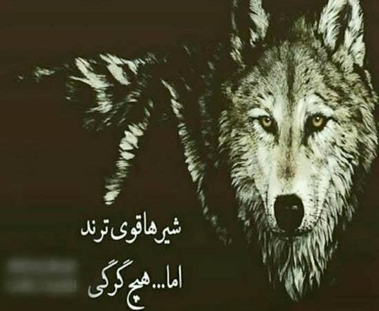 عکس گرگ با متن خفن