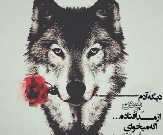 عکس گرگ با متن برای پروفایل