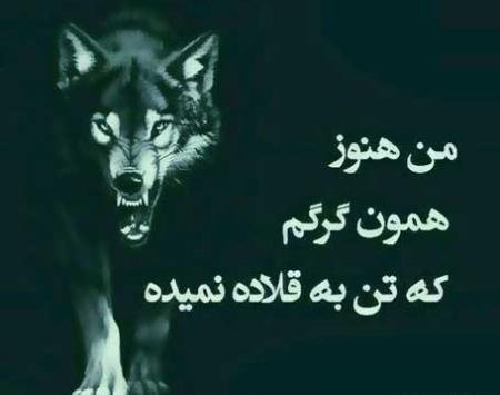 عکس گرگ با متن برای پروفایل