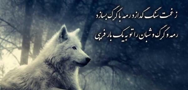 عکس پروفایل گرگ با متن