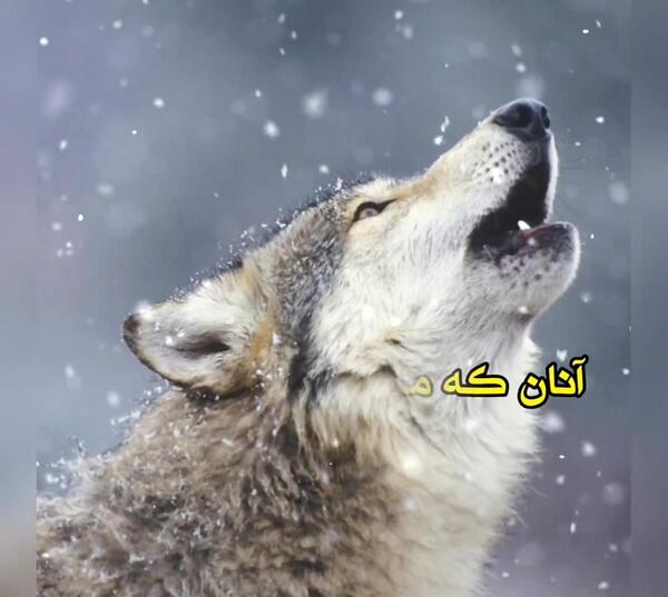 لاتی فاز سنگين عکس گرگ با متن سنگین