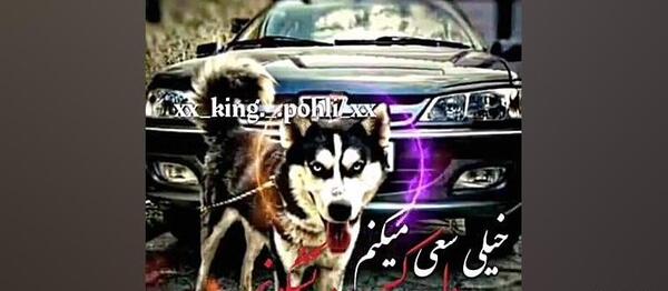 لاتی فاز سنگين عکس گرگ با متن سنگین