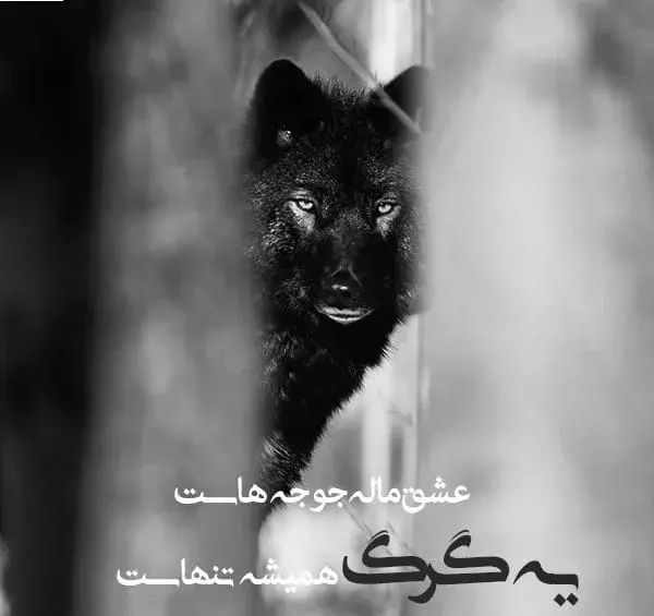 لاتی فاز سنگين عکس گرگ با متن سنگین